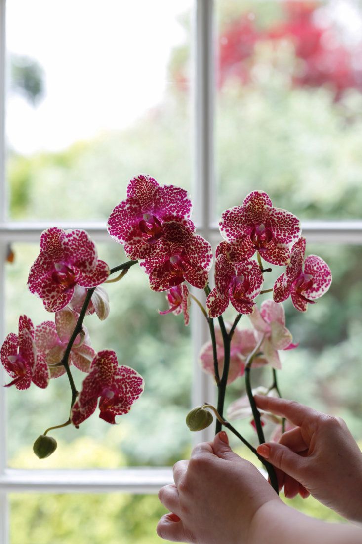 Keep Your Orchids Blooming Beyond Lunar New Year: A Complete Care Guide