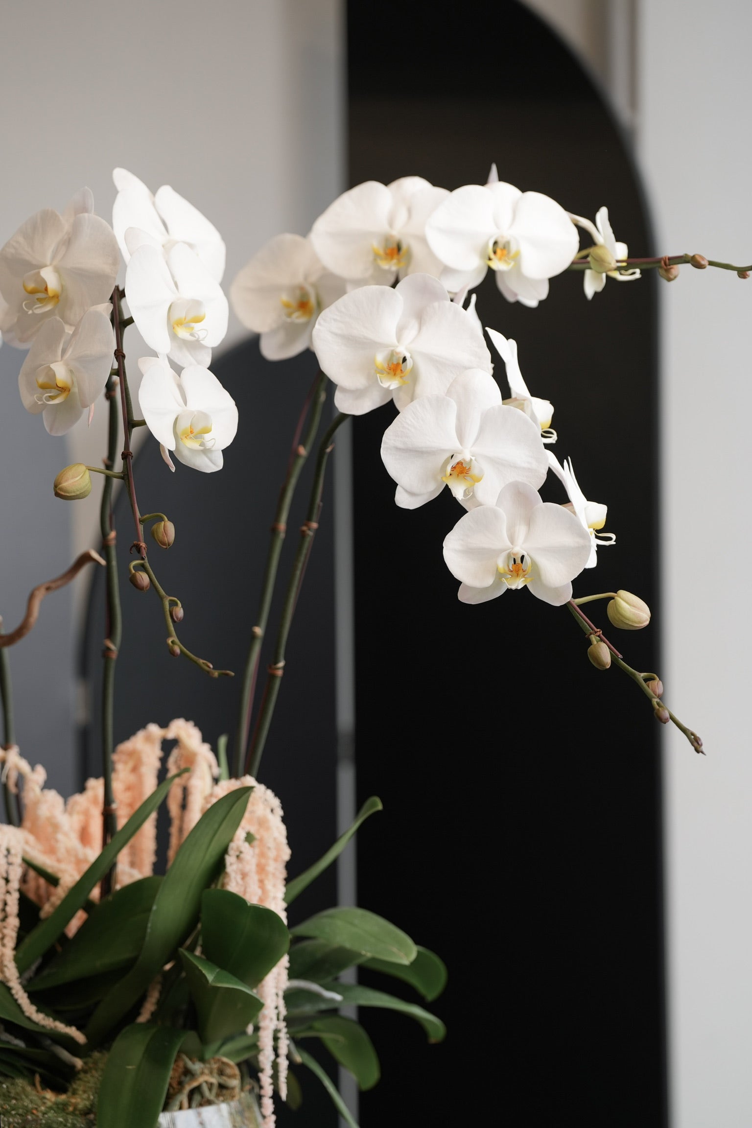Close-up of elegant white phalaenopsis orchids with soft lighting and modern black backdrop