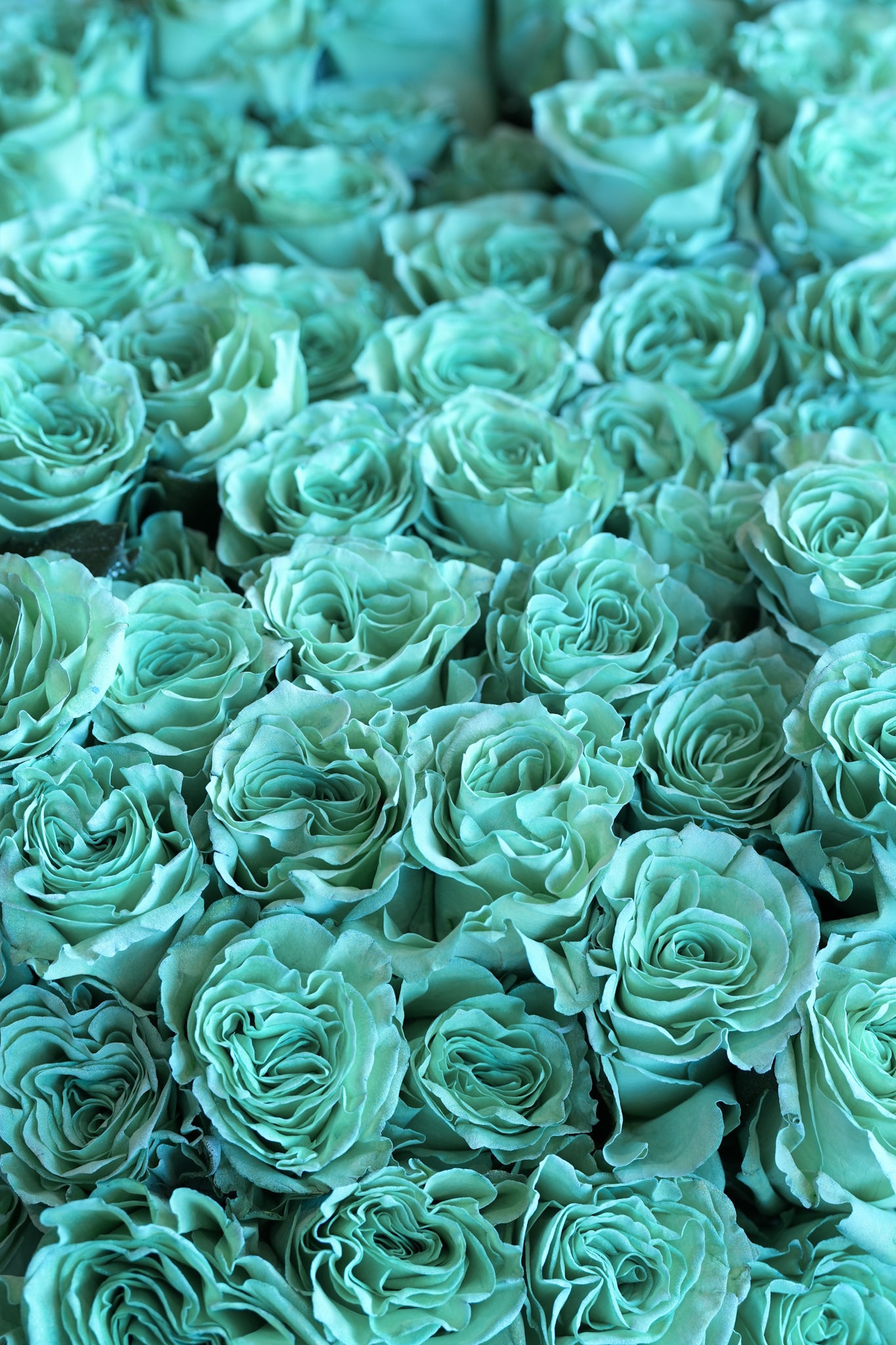 Tiffany Blue