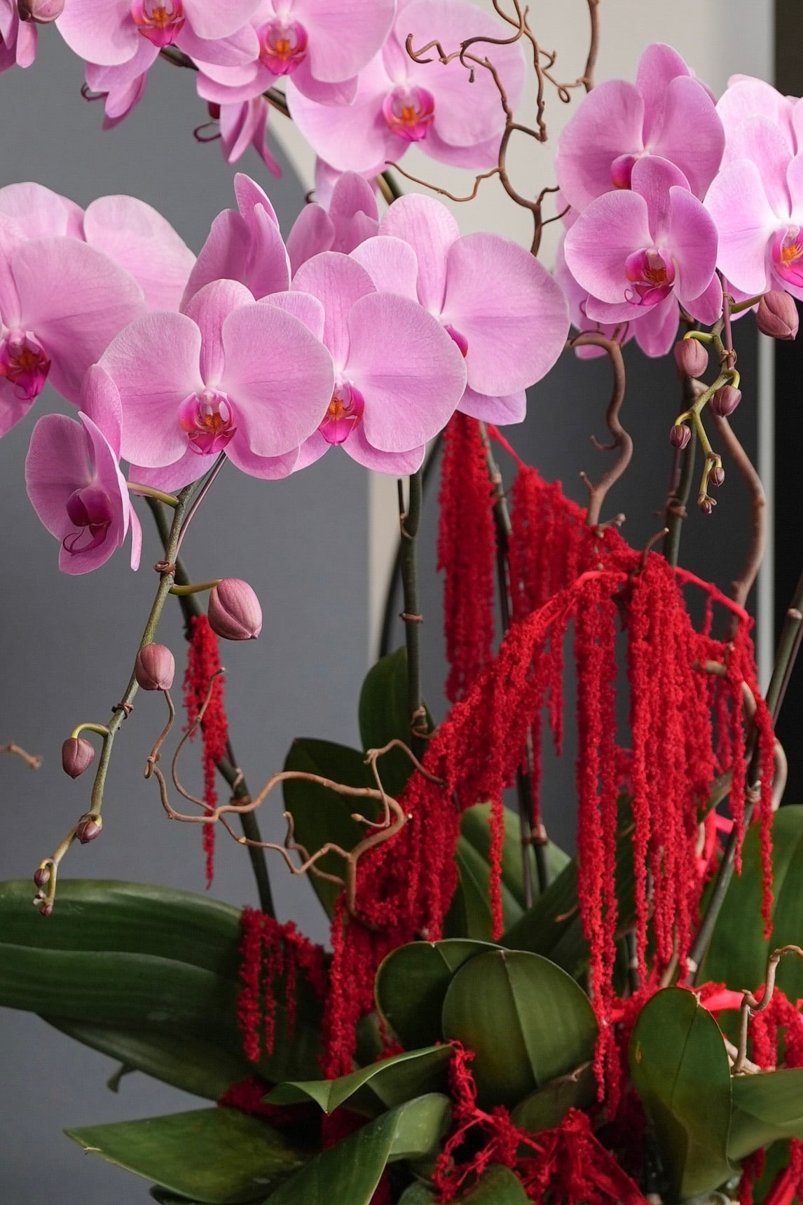 Close-up of Alma orchid arrangement with pink Phalaenopsis and hanging red amaranthus