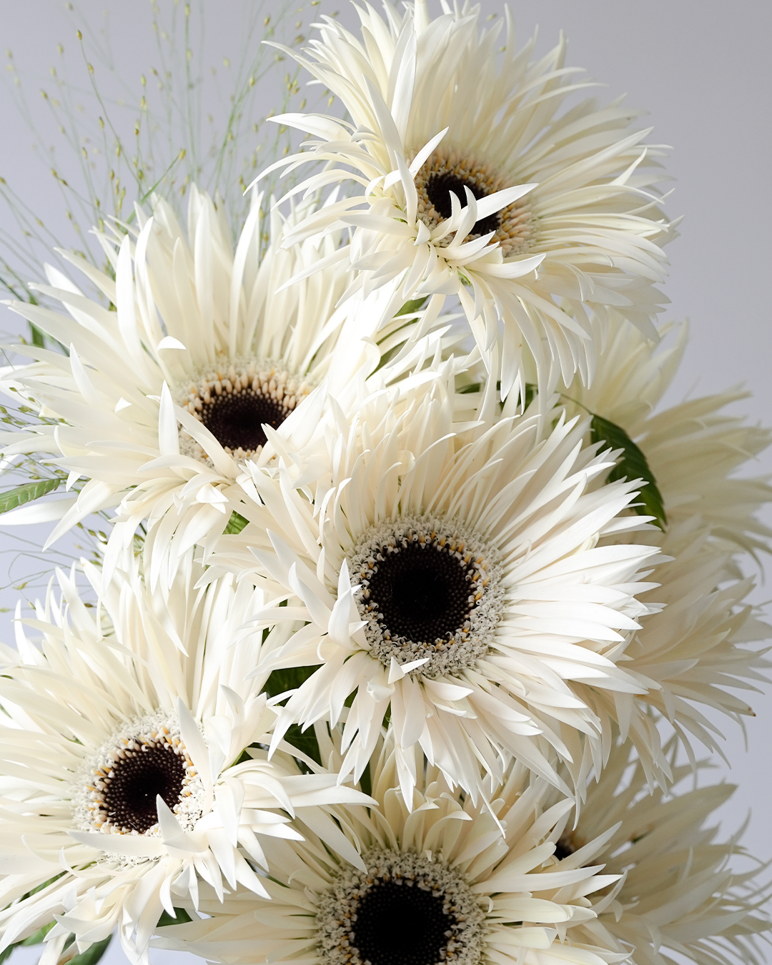 Ivory Whisper close-up of white gerberas bridal bouquet