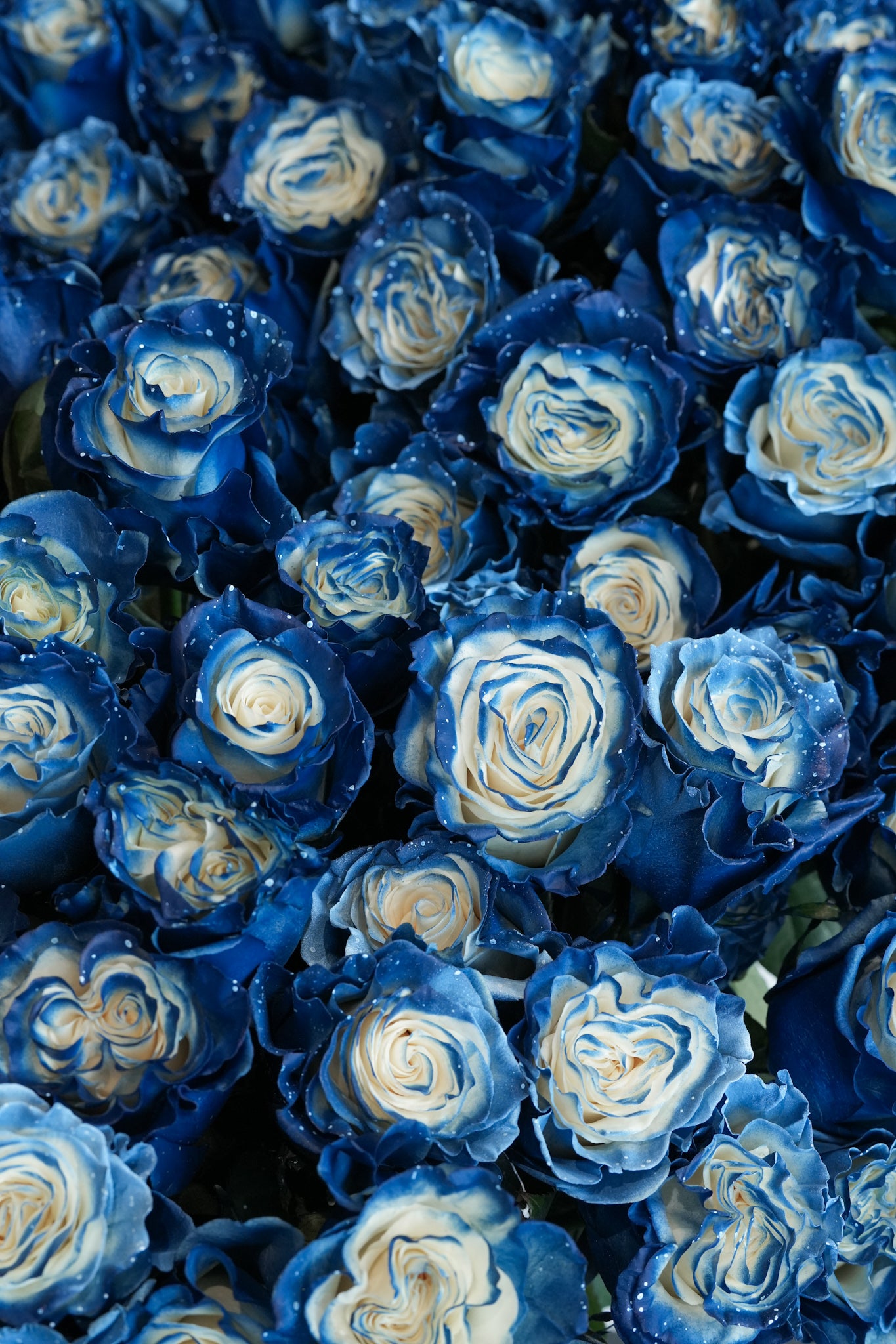 Close-up of ombré Ecuadorian roses in blue and ivory – Just Bloom HK floral arrangement