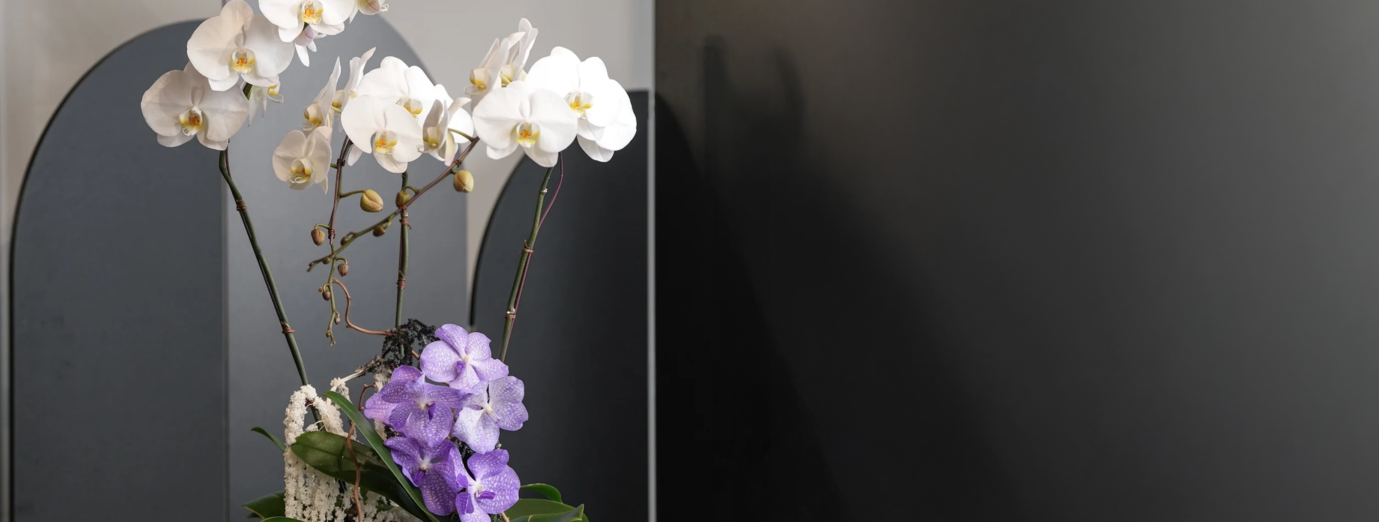 Orchid Arrangements