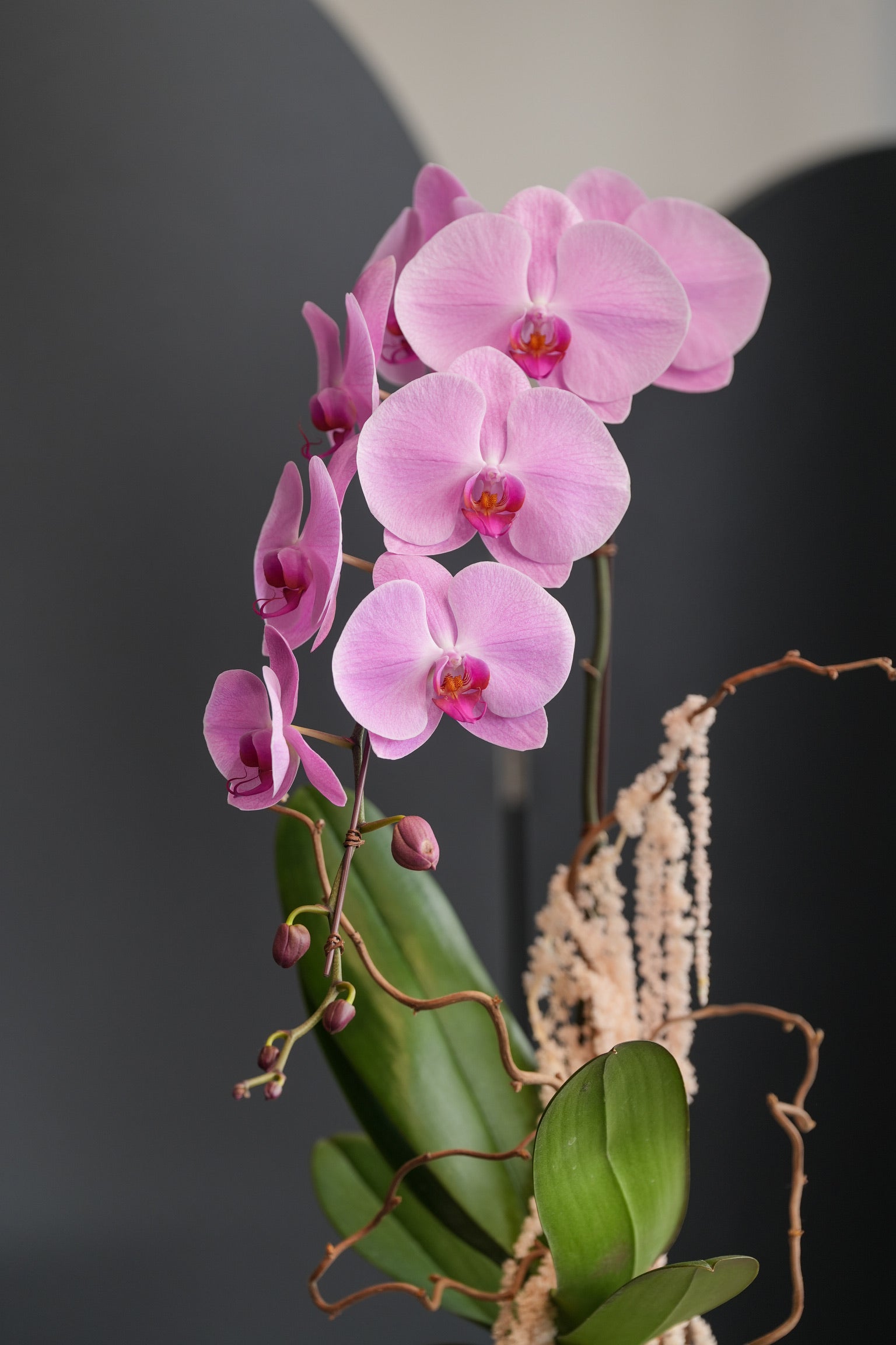 Close-up of soft pink Dutch orchid blooms with buds and greenery