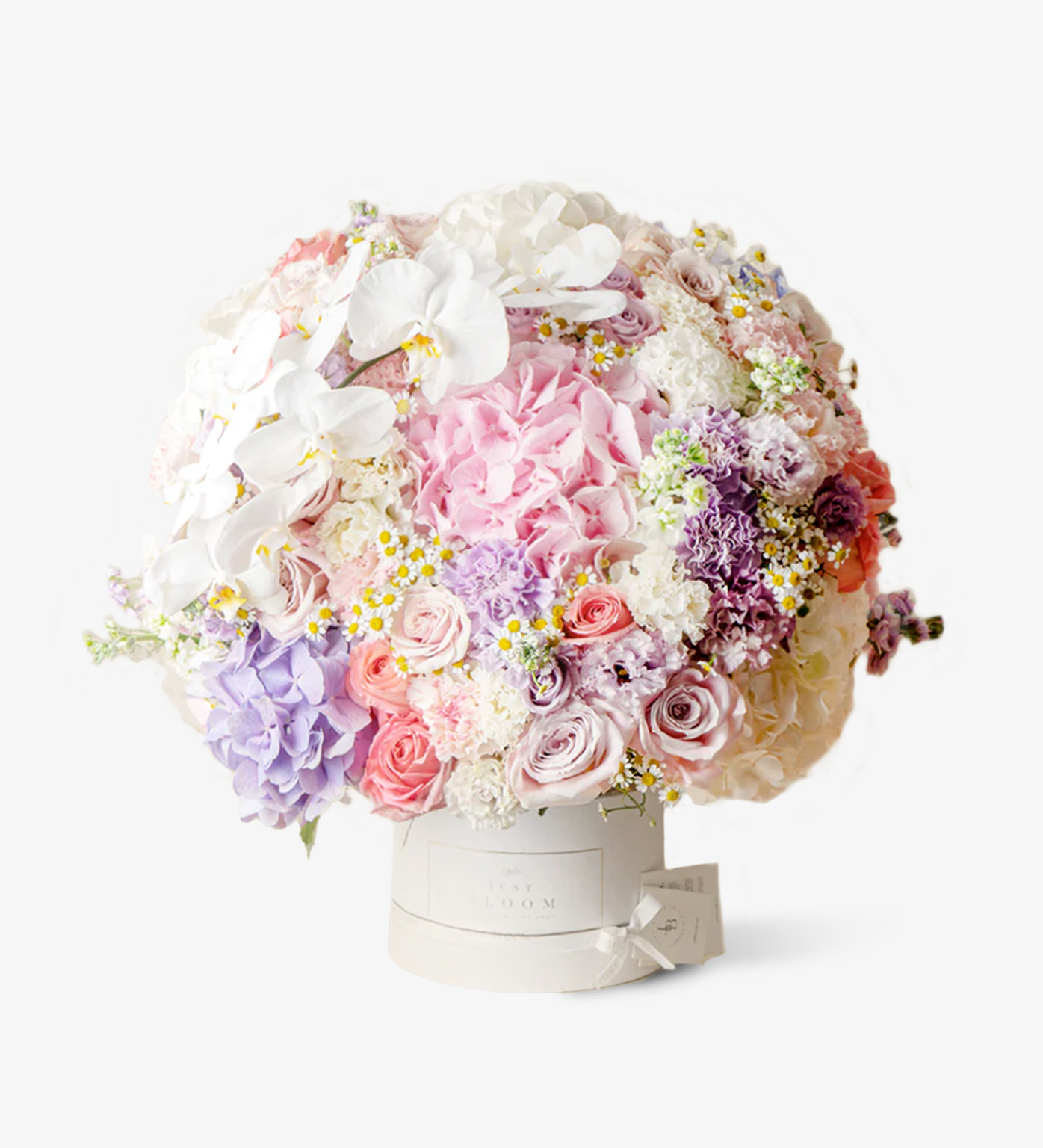 An image of an exquisite Dome Flower Box filled with premium Ecuadorian roses, Dutch Eustoma, Dutch Hydrangea, Taiwan Moth Orchid, Dutch Chamomile, and stunning flower fillers, creating a serene and elegant atmosphere.