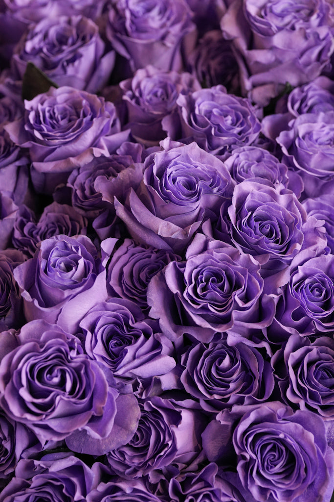Close-up detail of Lavender bouquet showing deep purple Ecuadorian roses arrangement