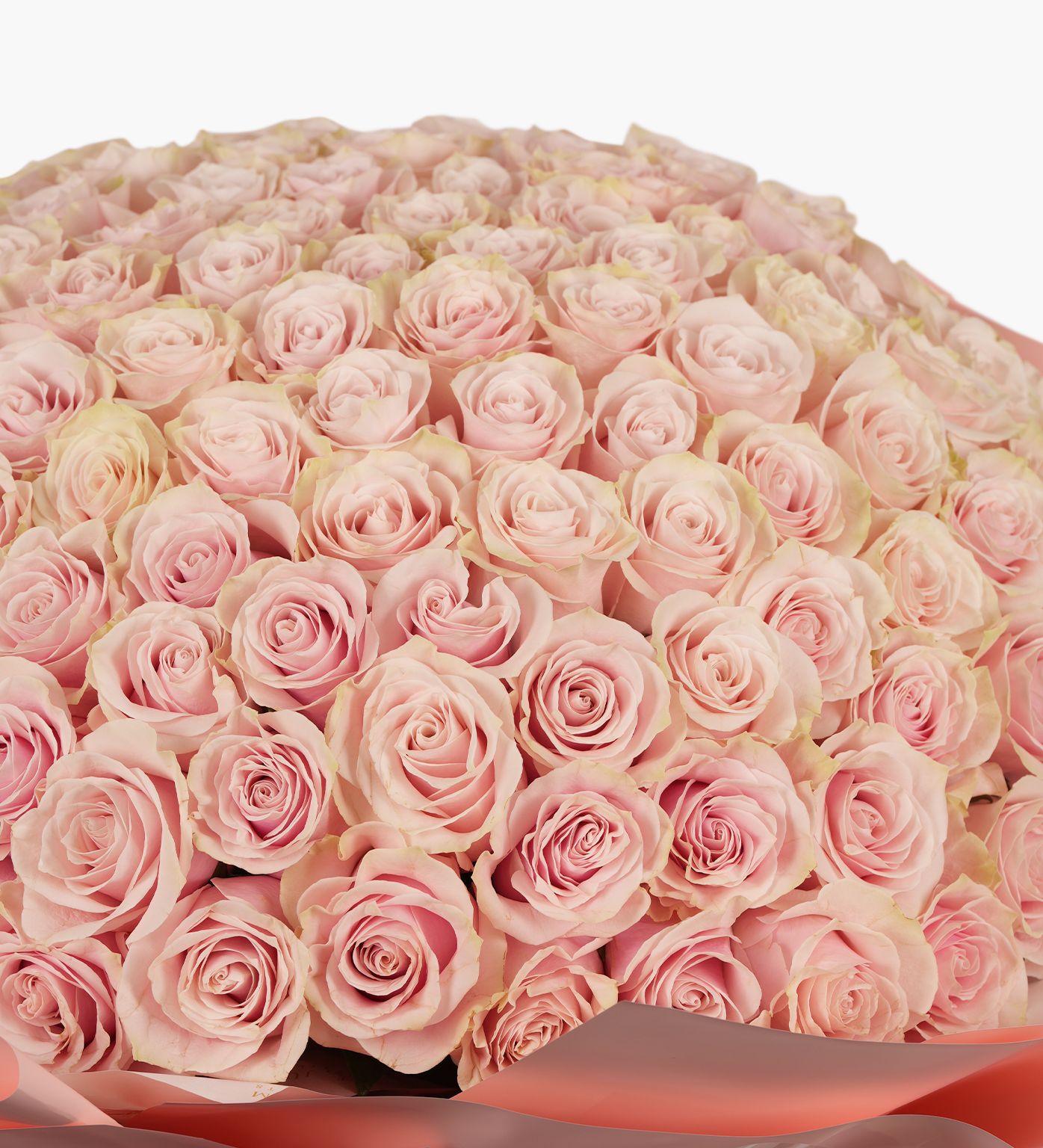Natalie close-up of premium blush pink roses in floral dome