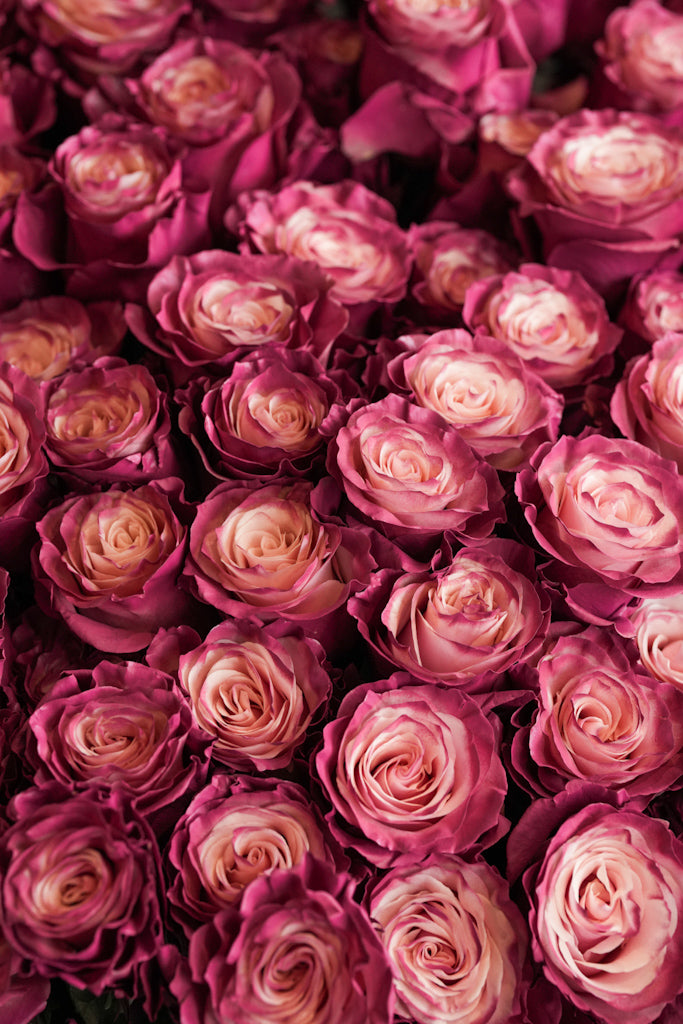 Red Bean close-up showing layered Ecuadorian roses in pink-red gradient