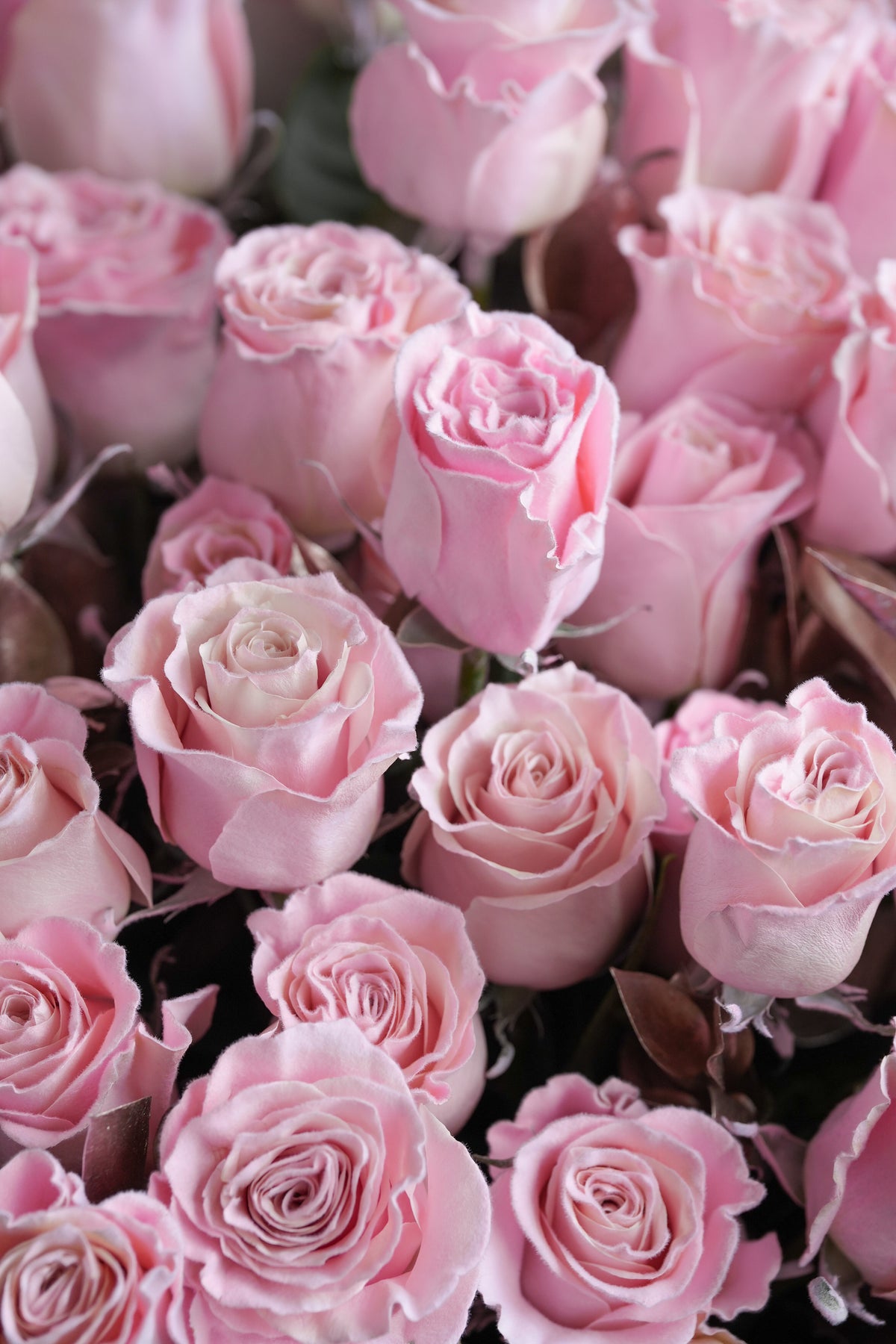 Close-up of layered blush pink rose blooms with soft velvet-textured petals — Just Bloom Hong Kong