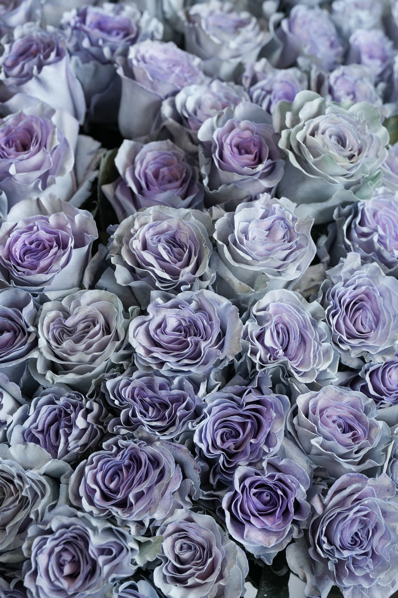 Closeup of Meteor Shower Ecuadorian roses in purple and blue shades