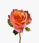 Simple Premium Ecuadorian Rose Bouquet