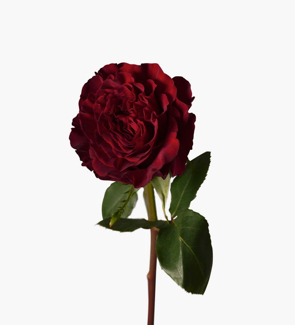 Simple Premium Ecuadorian Rose Bouquet
