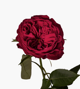 David Austin Rose bouquet