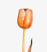 Tulip Bouquet