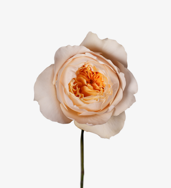 David Austin Rose bouquet